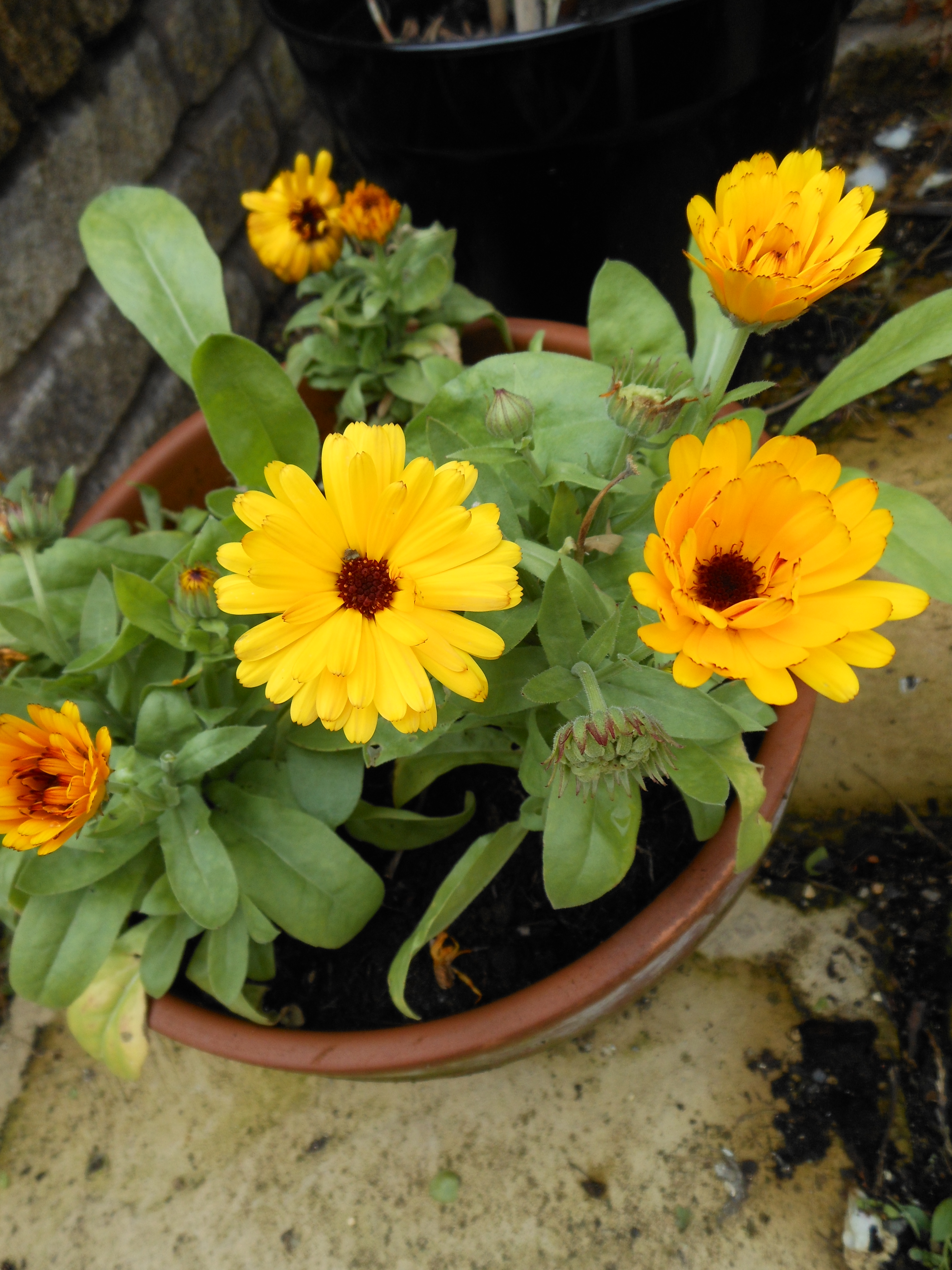 Marigold