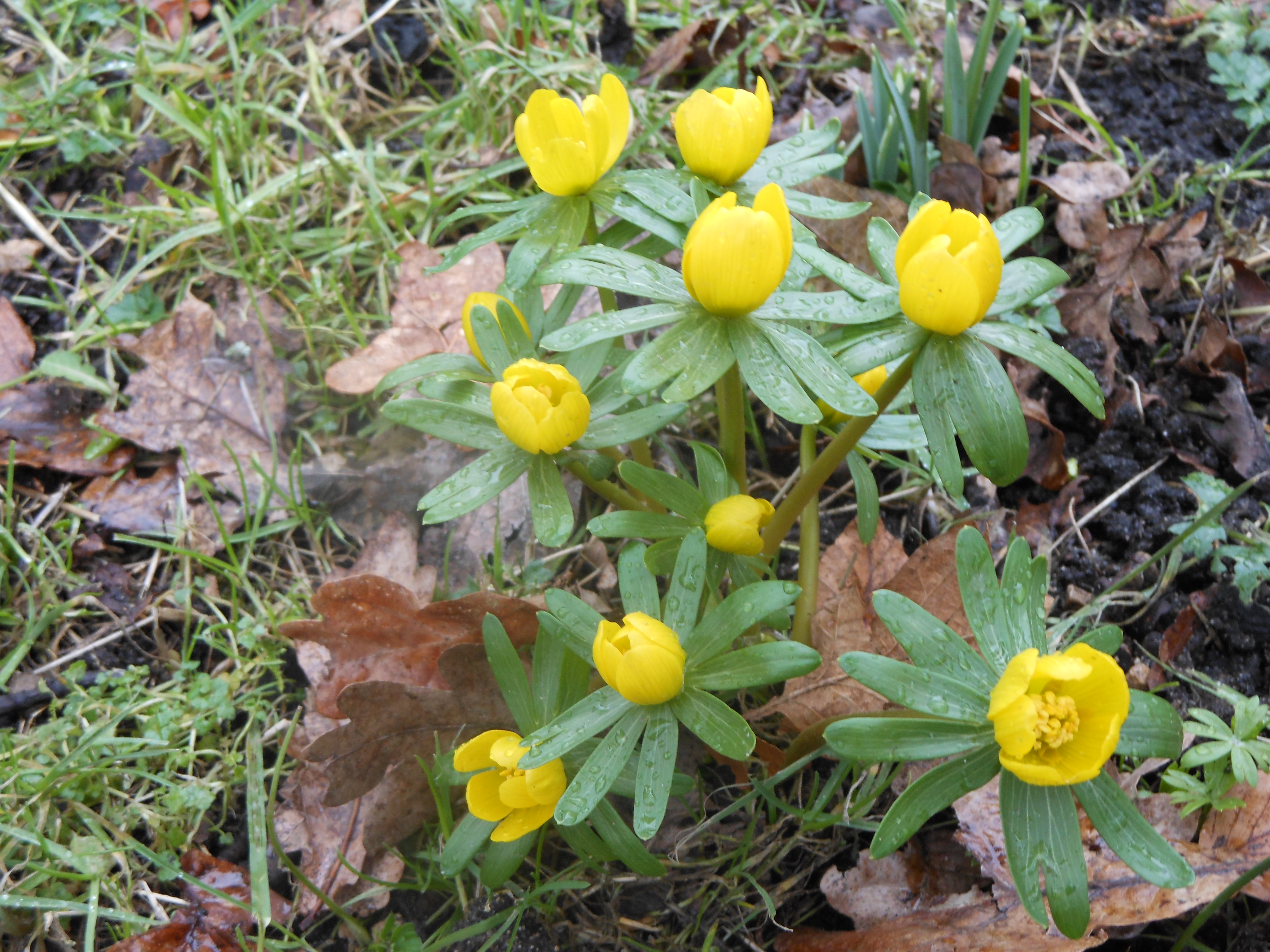 Well Dressings Bakewell