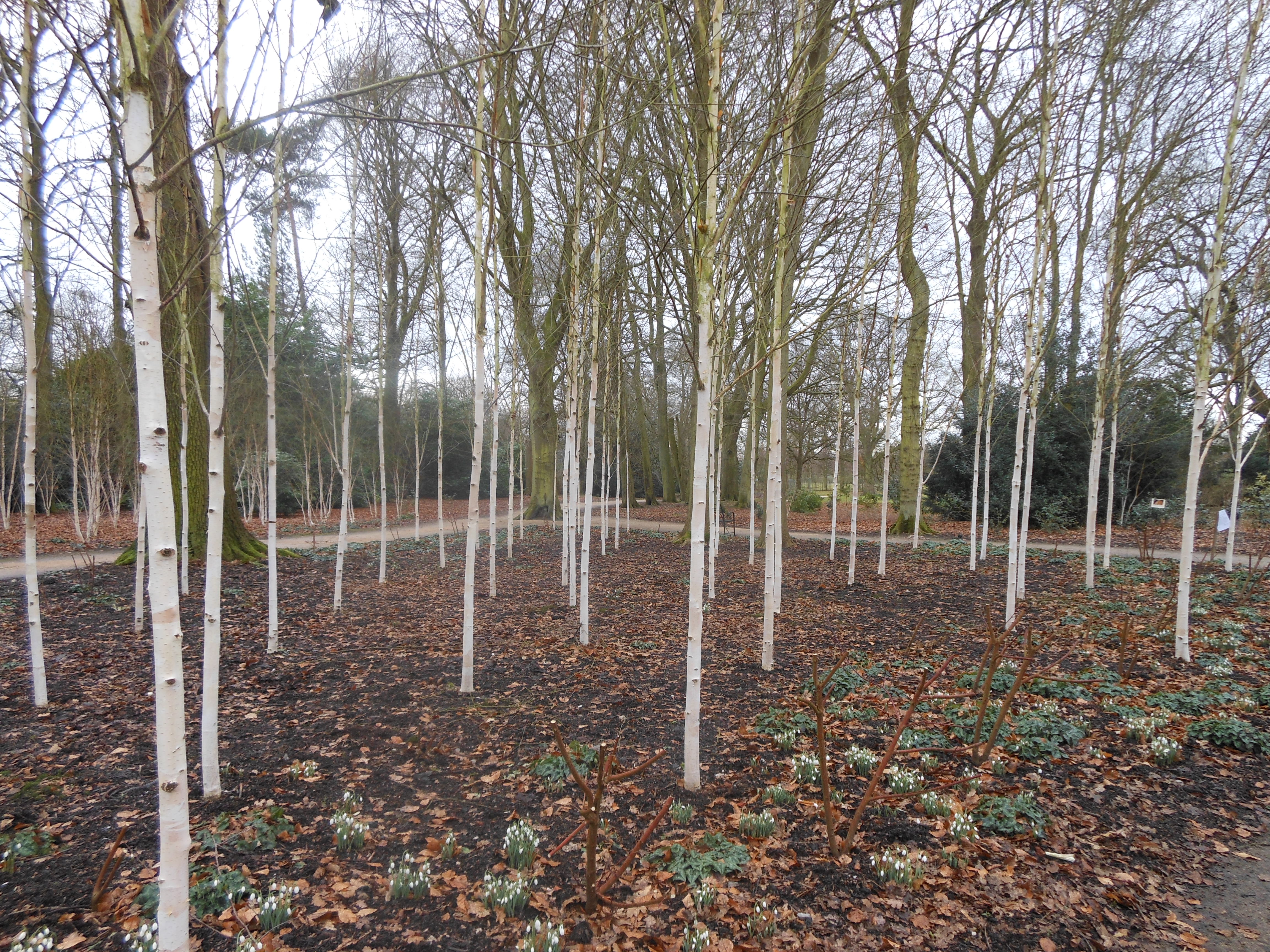 Well Dressings Bakewell