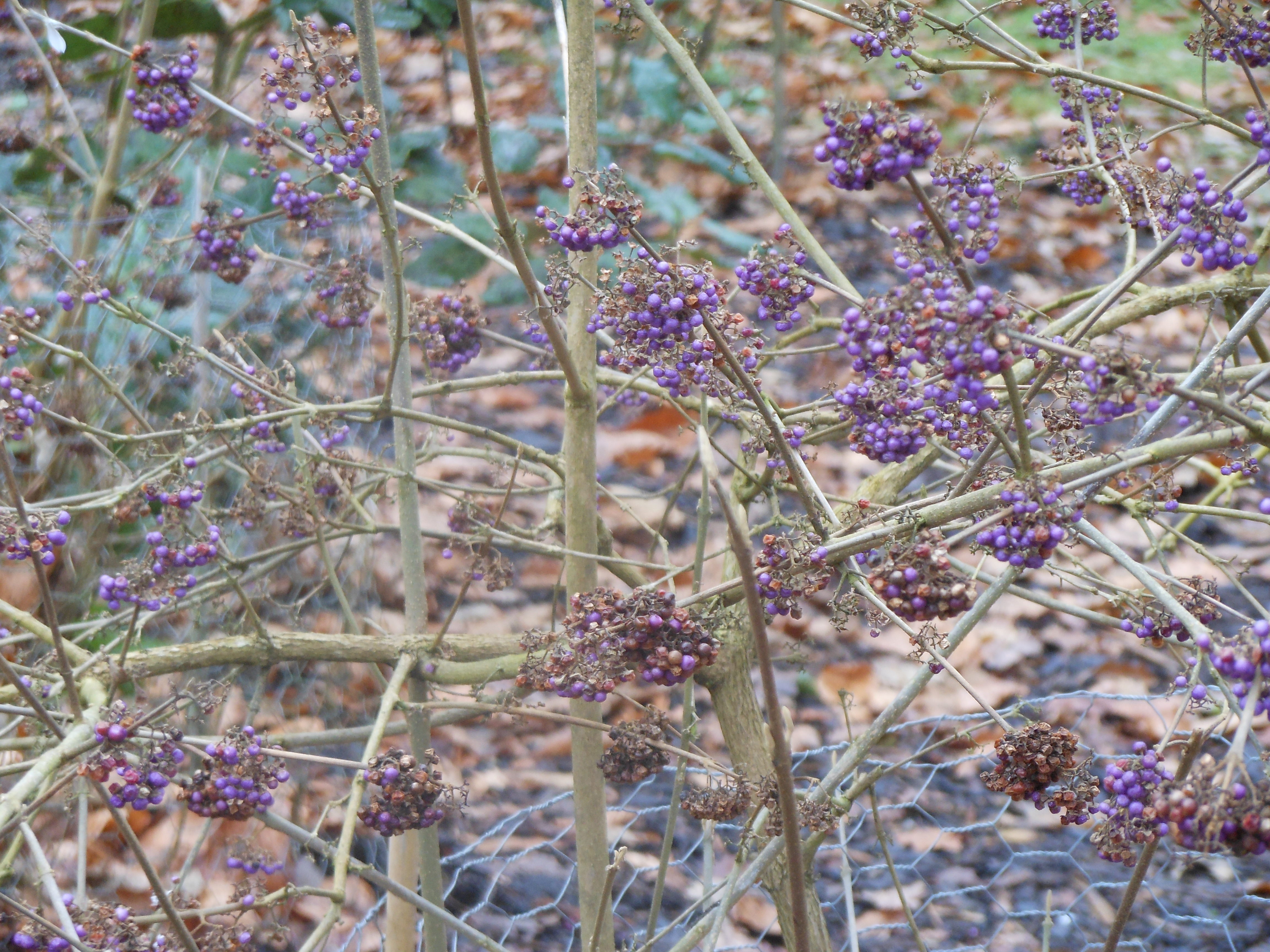 Well Dressings Bakewell